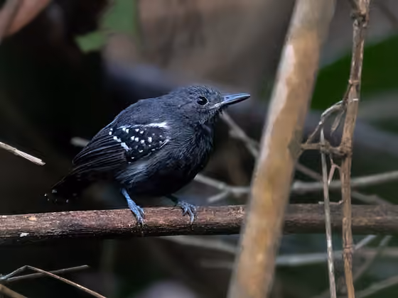 Dokumentasi Myrmotherula axillaris jantan