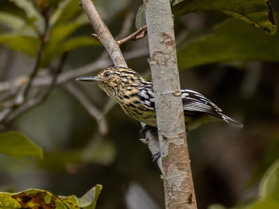 Dokumentasi Myrmotherula cherriei betina