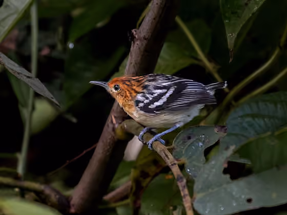 Dokumentasi Myrmotherula surinamensis betina