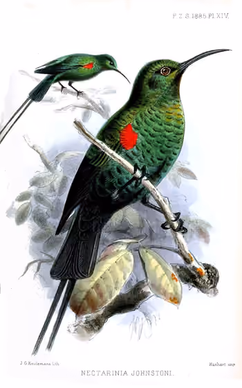 Ilustrasi Nectarinia johnstoni