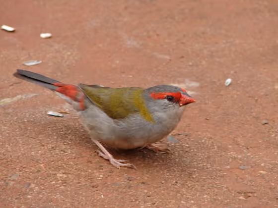 Dokumentasi Neochmia temporalis