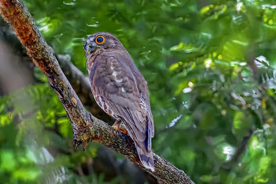 Dokumentasi Ninox scutulata