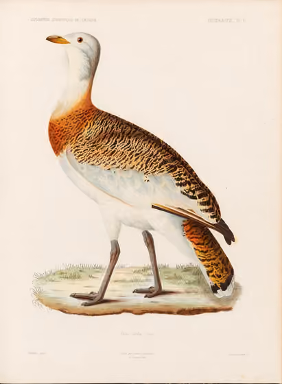Ilustrasi Otis tarda