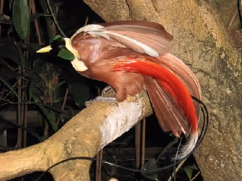 Dokumentasi Paradisaea rubra