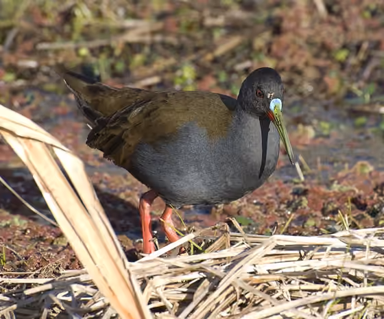 Dokumentasi Pardirallus sanguinolentus