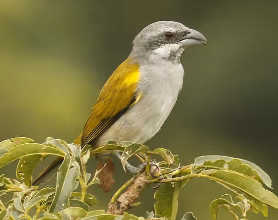 Dokumentasi Parkerthraustes humeralis