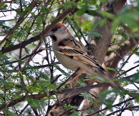 Dokumentasi Passer pyrrhonotus jantan