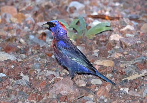Dokumentasi Passerina versicolor