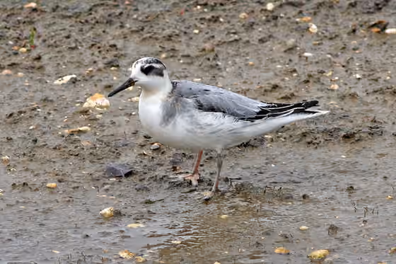 Dokumentasi Phalaropus fulicarius