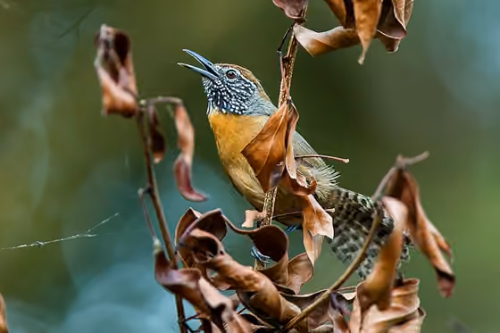 Dokumentasi Pheugopedius rutilus