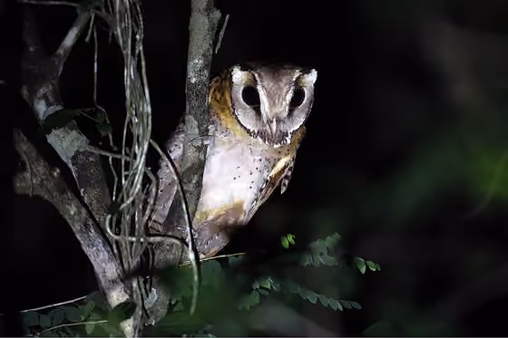 Dokumentasi Phodilus badius