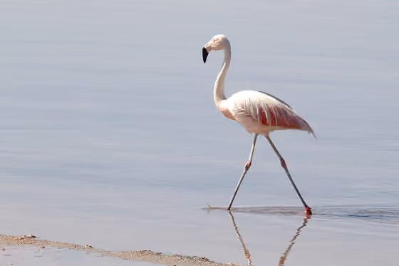 Dokumentasi Phoenicopterus chilensis