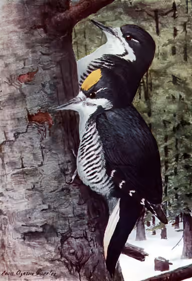 Ilustrasi Picoides arcticus