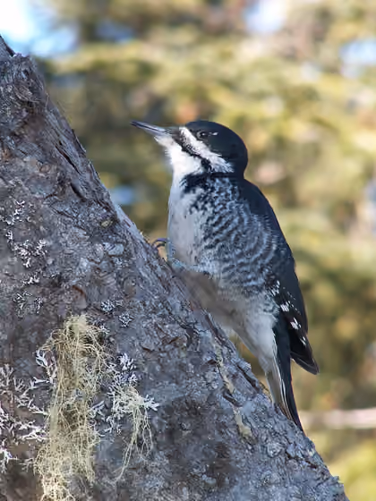 Dokumentasi Picoides arcticus