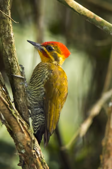 Dokumentasi Piculus aurulentus