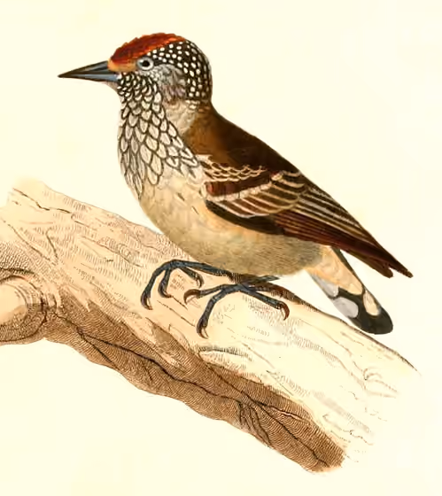 Ilustrasi Picumnus albosquamatus