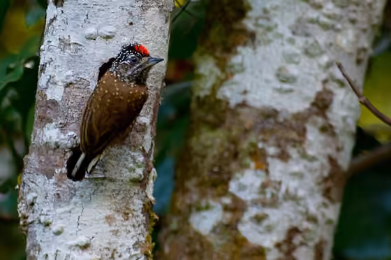 Dokumentasi Picumnus pygmaeus