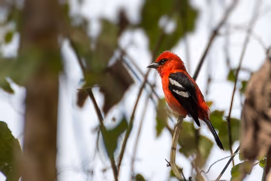 Dokumentasi Piranga leucoptera jantan