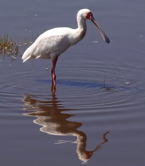 Dokumentasi Platalea alba