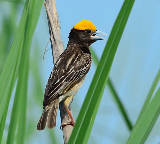 Dokumentasi Ploceus benghalensis