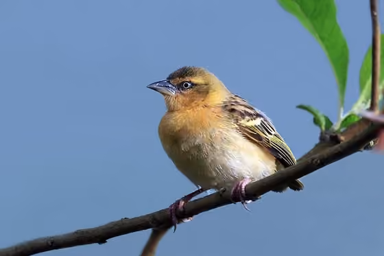 Dokumentasi Ploceus castanops betina