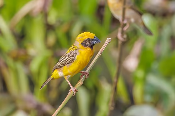 Dokumentasi Ploceus hypoxanthus jantan