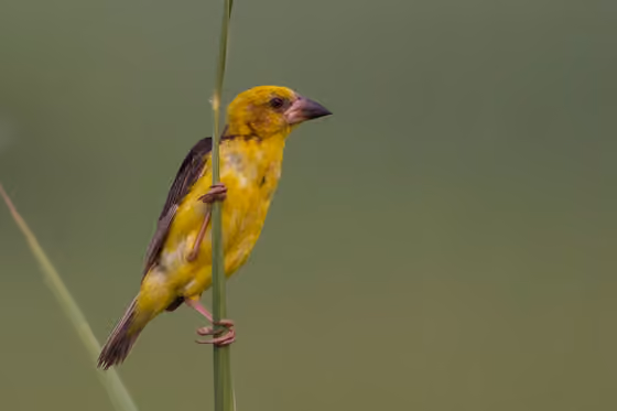 Dokumentasi Ploceus megarhynchus
