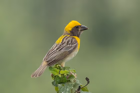 Dokumentasi Ploceus philippinus