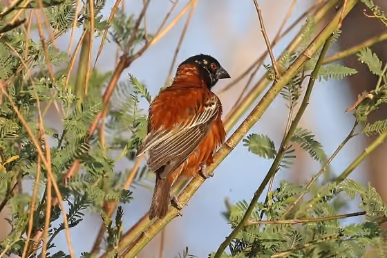 Dokumentasi Ploceus rubiginosus jantan