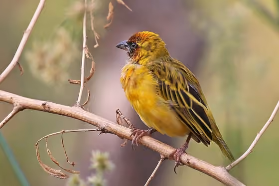 Dokumentasi Ploceus taeniopterus jantan