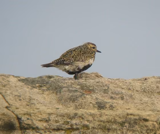 Dokumentasi Pluvialis apricaria