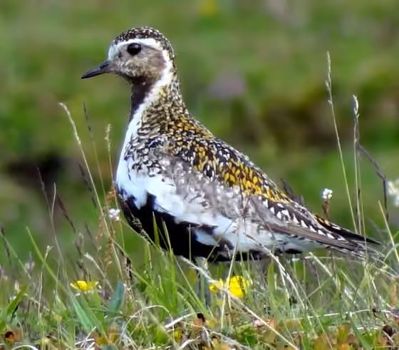 Dokumentasi Pluvialis apricaria