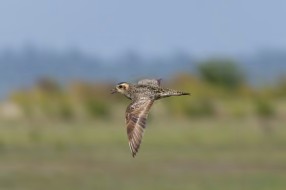 Dokumentasi Pluvialis fulva
