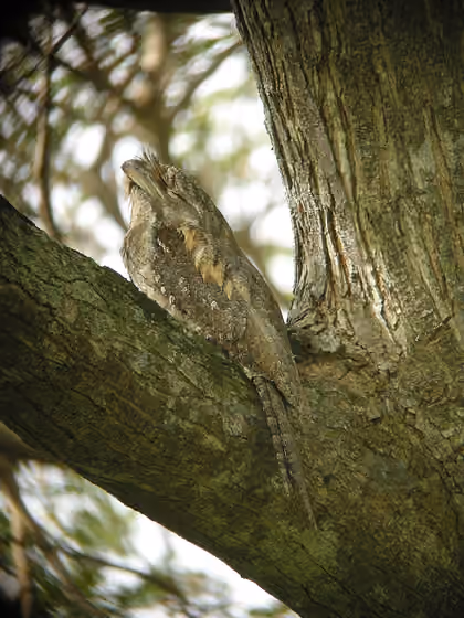 Dokumentasi Podargus papuensis