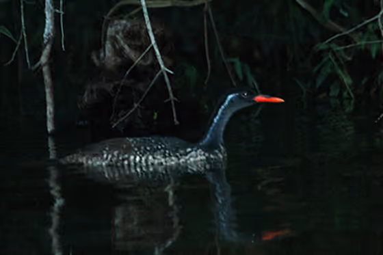 Dokumentasi Podica senegalensis