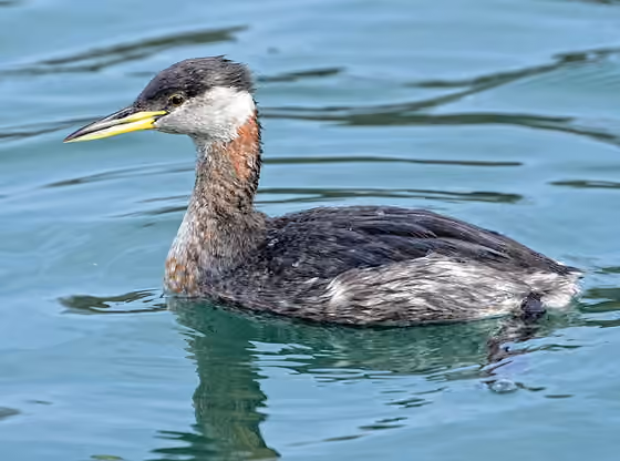 Dokumentasi Podiceps grisegena