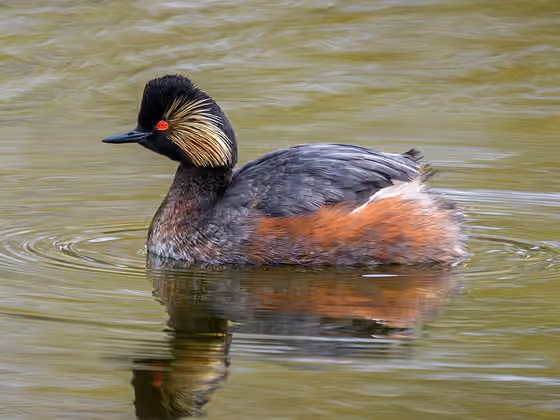 Dokumentasi Podiceps nigricollis