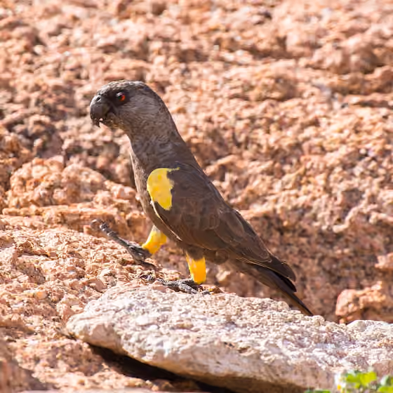 Dokumentasi Poicephalus rueppellii