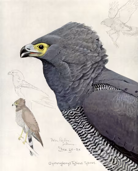 Ilustrasi Polyboroides typus
