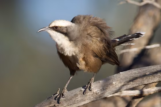 Dokumentasi Pomatostomus temporalis
