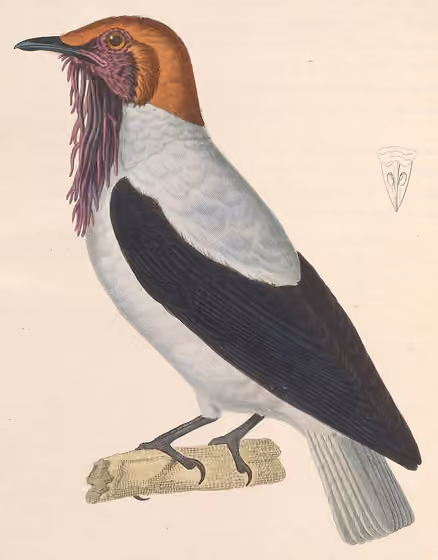 Ilustrasi Procnias averano