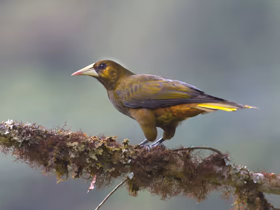 Dokumentasi Psarocolius atrovirens