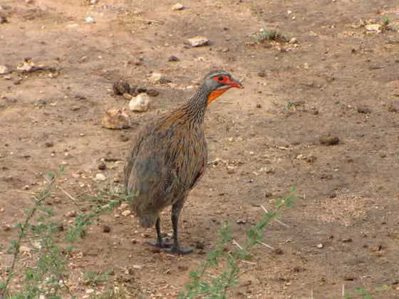Dokumentasi Pternistis rufopictus