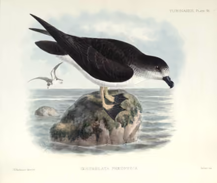 Ilustrasi Pterodroma phaeopygia