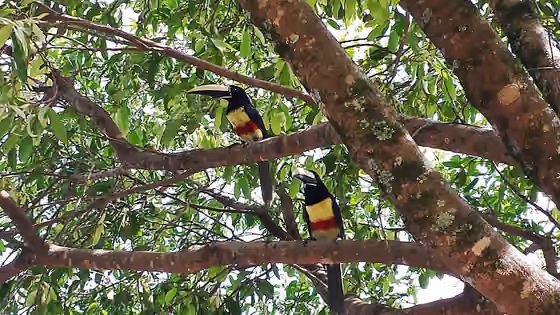 Dokumentasi Pteroglossus aracari