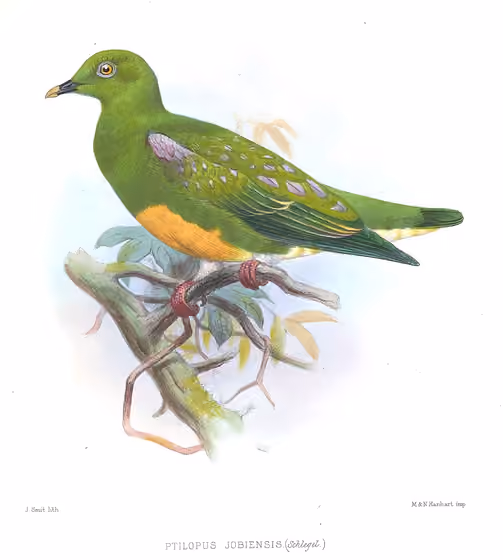 Ilustrasi Ptilinopus iozonus