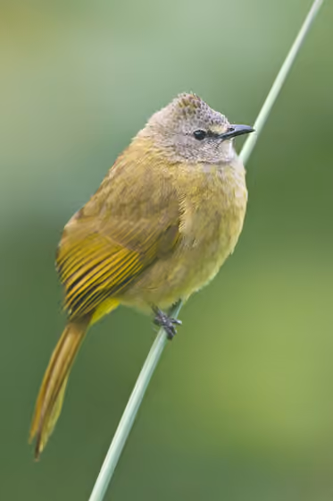 Dokumentasi Pycnonotus flavescens
