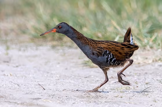 Dokumentasi Rallus aquaticus
