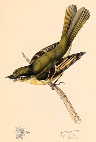 Ilustrasi Ramphotrigon megacephalum
