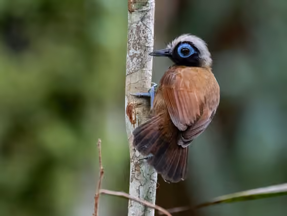 Dokumentasi Rhegmatorhina melanosticta
